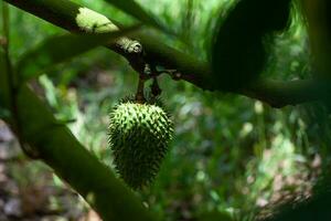 guanábana cultivo a el región de valle del Cauca en Colombia foto