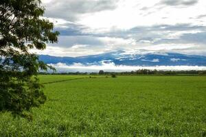 Sugar cane field and the majestic mountains at the Valle del Cauca region in Colombia photo