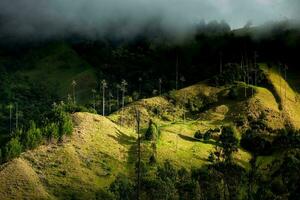 View of the beautiful cloud forest and the Quindio Wax Palms at the Cocora Valley located in Salento in the Quindio region in Colombia. photo