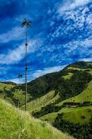 ver de el hermosa nube bosque y el quindio cera palmas a el cocora Valle situado en salento en el quindio región en Colombia. foto