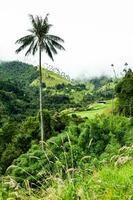 View of the beautiful cloud forest and the Quindio Wax Palms at the Cocora Valley located in Salento in the Quindio region in Colombia. photo