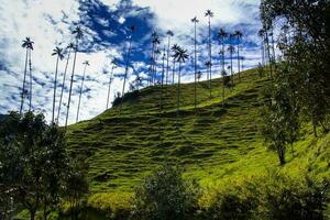 View of the beautiful cloud forest and the Quindio Wax Palms at the Cocora Valley located in Salento in the Quindio region in Colombia. photo