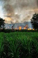 Sugar cane fire burning in field at Valle del Cauca in Colombia photo