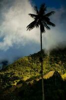 View of the beautiful cloud forest and the Quindio Wax Palms at the Cocora Valley located in Salento in the Quindio region in Colombia. photo