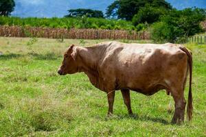 Brown cow at the beautiful landscapes of the region of  Valle del Cauca in Colombia photo