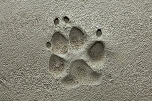 Dog paw footprint on fresh cement photo