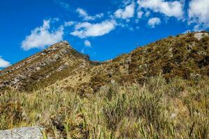 hermosa paisaje de Colombiana andino montañas demostración páramo tipo vegetación en el Departamento de cundinamarca foto