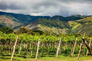 View of a grapes cultivation and the majestic mountains at the region of Valle del Cauca in Colombia photo