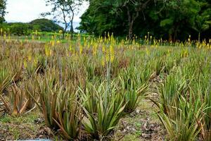 ver de un áloe vera cultivo y el majestuoso montañas a el región de valle del Cauca en Colombia foto