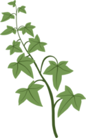 Simplicity ivy freehand drawing png