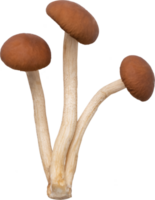 enoki mushroom cut out on transparent background. png