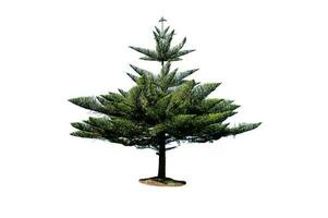 pine tree isolated on white background photo