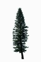 pine tree isolated on white background photo