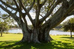 grande árbol en el parque, al aire libre ocupaciones concepto, higo árbol, debajo el sombra de verde hojas, hoja, follaje. foto