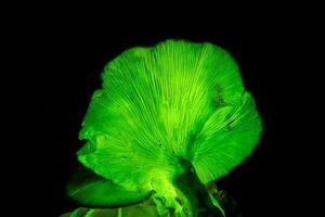 Bioluminescence Ghost mushroom, Ghost Fungus at night - Omphalotus nidiformis - bioluminescent, poisonous fungus  found in NSW, Australia photo