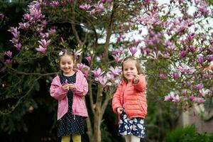 Two little sisters enjoying nice spring day near magnolia blooming tree. Springtime activities. photo