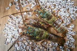 Two Ise lobsters from Japan placed on a wooden board background with ice photo