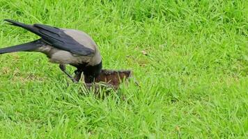 A gray-black crow eats pieces of meat on a green grassy lawn in a city park in spring. Close-up. video
