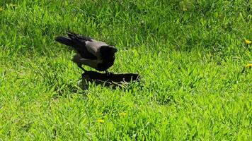 détail coup de une gris-noir corbeau en buvant l'eau de un le fer récipient dans printemps. video