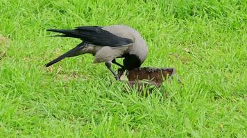 A gray-black crow eats pieces of meat on a green grassy lawn in a city park in spring. Close-up. video