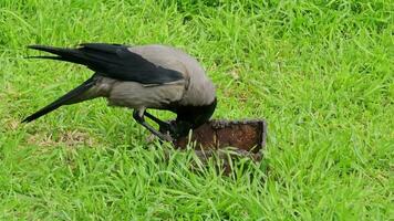 A gray-black crow eats pieces of meat on a green grassy lawn in a city park in spring. Close-up. video