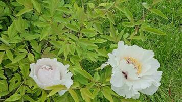 blommor av de dvärg- pion. blomning träd pion i molnig väder. närbild. klippig pion. blommig naturlig bakgrund. video