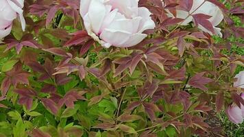 Flowers of the dwarf peony. Blooming tree peony in cloudy weather. Close-up. Rocky peony. Floral natural background. video