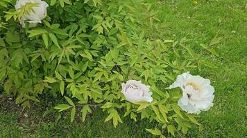 Blumen von das Zwerg Pfingstrose. Blühen Baum Pfingstrose im wolkig Wetter. Nahansicht. felsig Pfingstrose. Blumen- natürlich Hintergrund. video