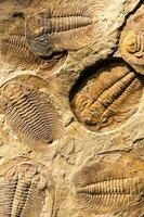 fósil de trilobite - acadoparadóxidos briareus - antiguo fosilizado artrópodo en roca. foto