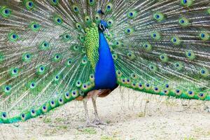 Peacock portrait. Beautiful colourful peackock feather photo