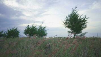 Green bush on the beach with wind motion, dark sand and cloudy sky. The footage is suitable to use for holiday, and environment content media. video