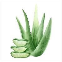 The aloe vera plant. Juicy succulent aloe with slices of pulp. Watercolor illustration, hand-drawn. Isolated on a white background. For packaging cosmetics, wrapping paper, postcards. vector