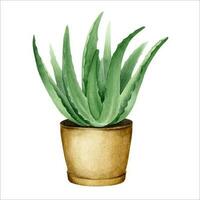 Aloe vera plant in pot. Indoor plant succulent. Watercolor illustration, hand-drawn. Isolated on a white background. For packaging cosmetics, wrapping paper, cards vector