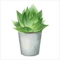 Aloe vera plant in pot. Indoor plant succulent. Watercolor illustration, hand-drawn. Isolated on a white background. For packaging cosmetics, wrapping paper, cards vector