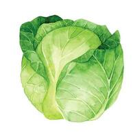 watercolor drawing. clipart cabbage. green vegetables realistic illustration vector