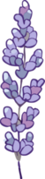 Lavendel png Grafik Clip Art Design