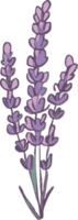 lavender png graphic clipart design