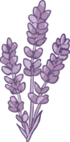 lavender png graphic clipart design