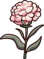 carnation png graphic clipart design