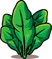 spinach png graphic clipart design