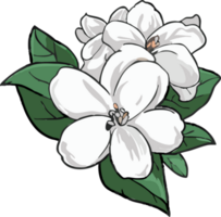 jasmin png grafisk ClipArt design