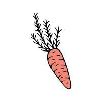 Hand drawn carrot doodle for summer and spring design vector