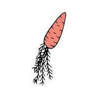Hand drawn carrot doodle for summer and spring design vector