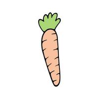 Hand drawn carrot doodle for summer and spring design vector