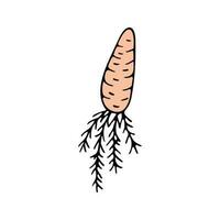 Hand drawn carrot doodle for summer and spring design vector