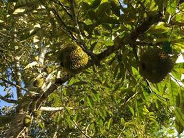 Durian tree, Fresh durian fruit on tree, Durians are the king of fruits, Tropical of asian fruit. photo