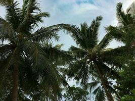 Coconut palm trees perspective view photo