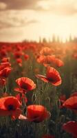 Poppy flower background for Anzac day. Illustration photo