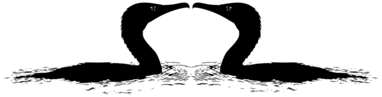 paire de le noir héron oiseau egretta ardesiaca, aussi connu comme le noir aigrette silhouette pour art illustration, logo, pictogramme, site Internet, ou graphique conception élément. format png