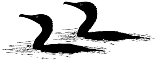 paire de le noir héron oiseau egretta ardesiaca, aussi connu comme le noir aigrette silhouette pour art illustration, logo, pictogramme, site Internet, ou graphique conception élément. format png